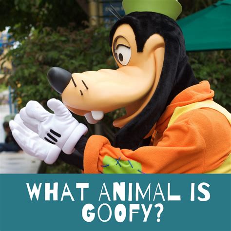 a goofy|what is a goofy animal.